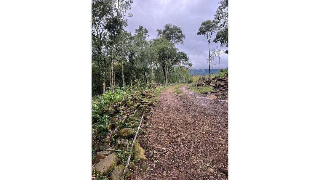 Área Para Sítio Em Gramado